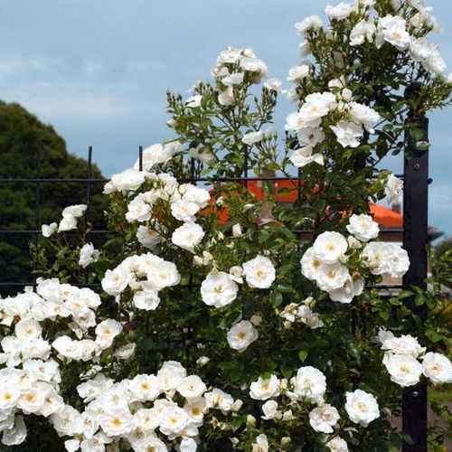 Fehér, sárga porzóval - Csokros virágú - magastörzsű rózsafa- csüngő koronaforma